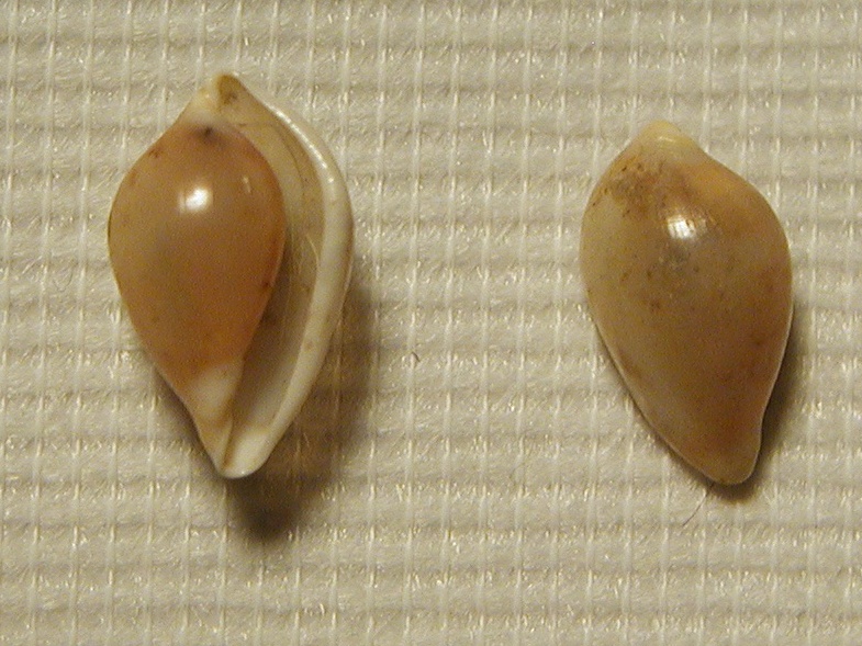Ovulidae : Simnia purpurea e altri rappresentanti